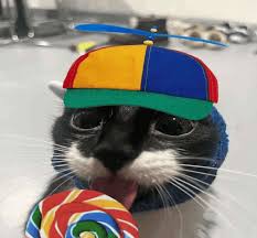 Bonga Cat